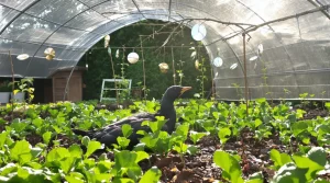 9 astuces efficaces pour empêcher les merles de détruire vos semis et jeunes plantations au jardin