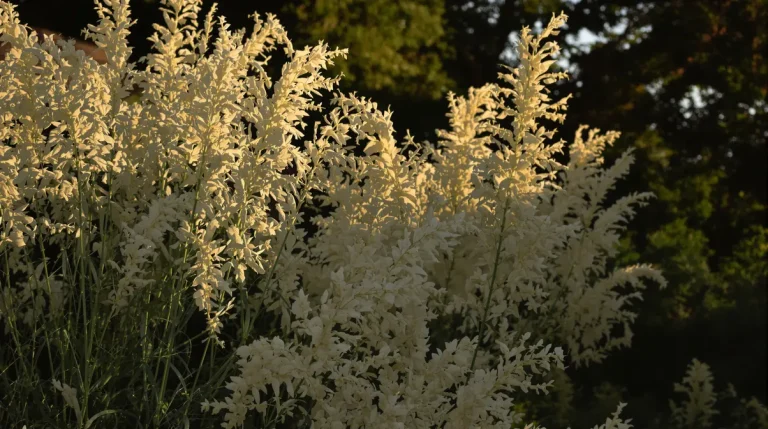 Alerte : ces plantes dans votre jardin peuvent vous coûter 150 000 € d’amende
