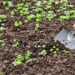 En mars, ce geste au potager élimine les corvées de désherbage tout l’été
