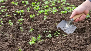En mars, ce geste au potager élimine les corvées de désherbage tout l’été