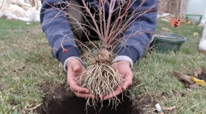 Le fruitier le plus simple du jardin : même sans main verte, ça marche à tous les coups