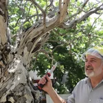 Les haies de thuyas, c’est fini : les experts expliquent pourquoi il faut les arracher d’urgence