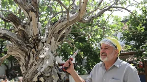 Les haies de thuyas, c’est fini : les experts expliquent pourquoi il faut les arracher d’urgence