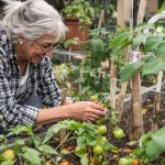 Tomates au potager : associez-leur cette plante pour une récolte XXL assurée